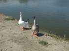 picture1220_small.jpg