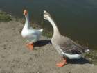 picture1222_small.jpg