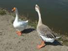 picture1223_small.jpg